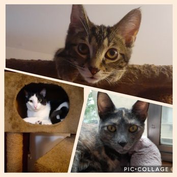 GoodVets - My 3 fur babies, Lucy, Mushu and Belle - Veterinarians Near Me - Chicago, Illinois GoodVets - My 3 fur babies, Lucy, Mushu and Belle - Veterinarians Near Me - Chicago, Illinois