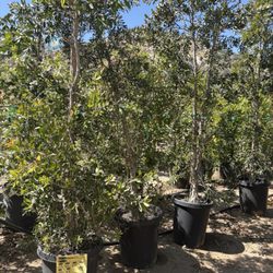 RZ Nursery - Paperbark trees only $85