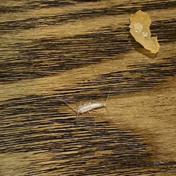 Lucky Buffet - a small insect on a wooden table - Chinese Near Me - Independence, Missouri