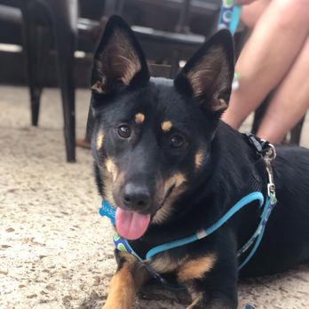 Pacific Yard House - Patio where Mabel waits patiently for her meal - Bars Near Me - Conroe, Texas Pacific Yard House - Patio where Mabel waits patiently for her meal - Bars Near Me - Conroe, Texas