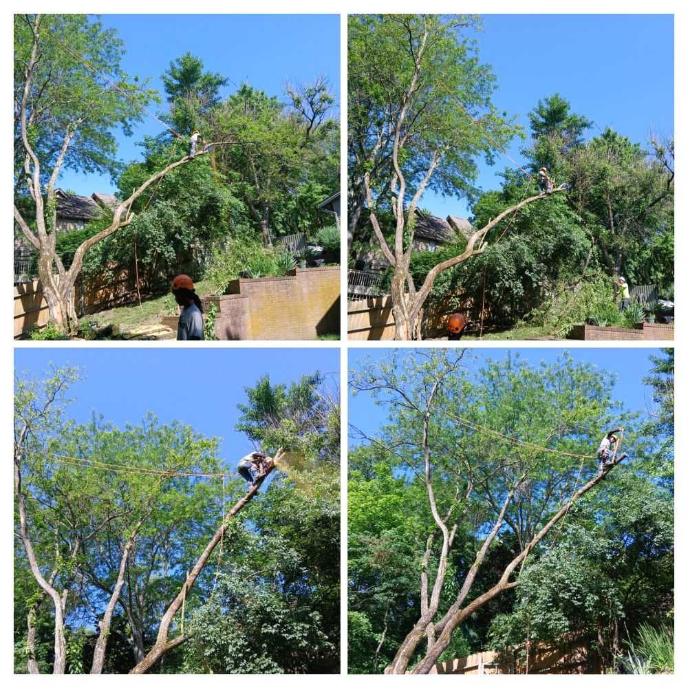 Money's Worth Professional Tree Service - veterans service organization in Dayton, OH