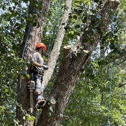 Cardinal Points Tree Specialist