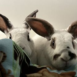Mission Valley Veterinary Clinic - Happy Healthy bunnies - thanks MVVC!