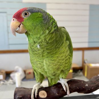 Finest Exotic Birds - Mexican Red Headed Amazon - Bird Shops Near Me - Sacramento, California Finest Exotic Birds - Mexican Red Headed Amazon - Bird Shops Near Me - Sacramento, California
