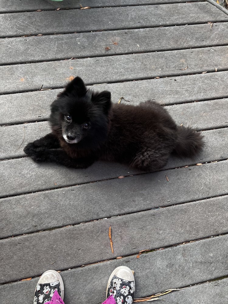 BLUE VELVET GROOMING PARLOR Updated September 2024 16 Photos & 30