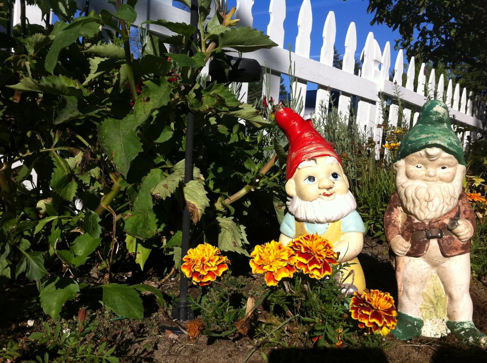 Arbor Steve - tree service in Eugene, OR