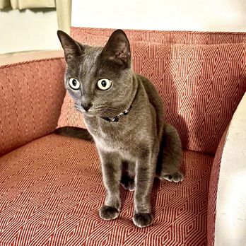 The Coconut Waikiki Hotel - Gigi getting settled in for her first adventure!!! - Hotels Near Me - Honolulu, Hawaii The Coconut Waikiki Hotel - Gigi getting settled in for her first adventure!!! - Hotels Near Me - Honolulu, Hawaii