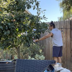 Harbor Freight Tools - I cleared all the branches yesterday.. now the son can do the bigger branches..!