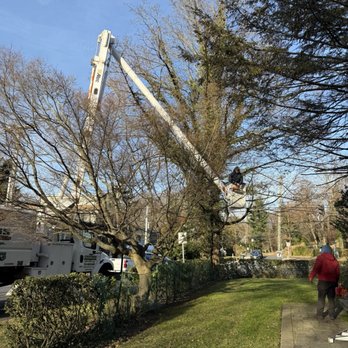 Genesis Tree Service & Landscaping - Tree Services Near Me