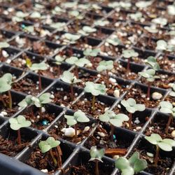 TLC Garden Center