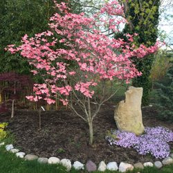 Hoch's Landscaping And Garden Center - Dogwood and creeping phlox.
Hoch's Landscaping 2019