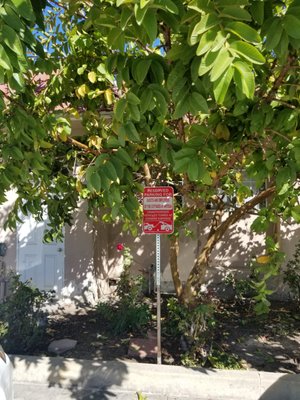 Cottage At Artesia Gardens by null