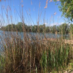 Binsfeldsee
