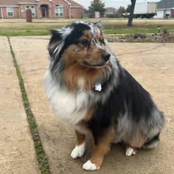 Bones&Bows Pet Grooming