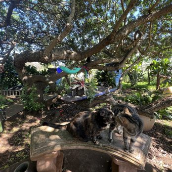 Surf Cat Ranch - Maui Cat Sanctuary - Animal Shelters Near Me - Haiku, Hawaii