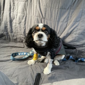MetroWest Veterinary Clinic - Charlie - Veterinarians Near Me - Orlando, Florida MetroWest Veterinary Clinic - Charlie - Veterinarians Near Me - Orlando, Florida