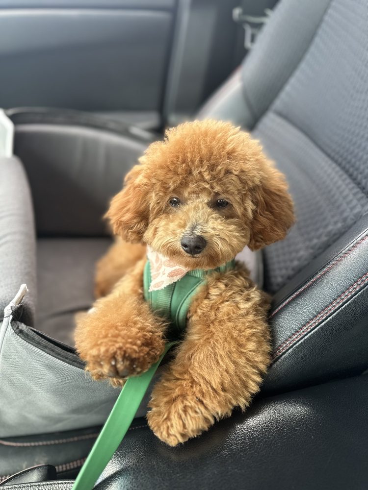 PAWS AND PURRS PET GROOMING Updated July 2024 10 Photos & 30