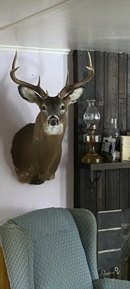 Forever Alive Taxidermy - taxidermy in Franklin, NH