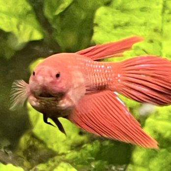 Petco - Female Betas I rescued - Pet Stores Near Me - Lacey, Washington
