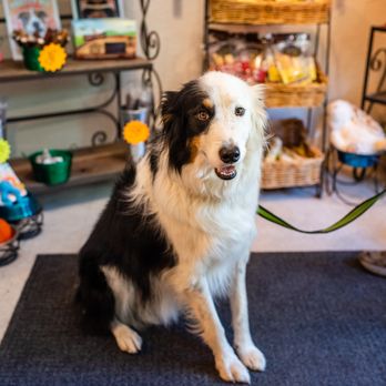 Excel K9 Kafe - Excel K9 Kafe - Pet Stores Near Me - Sutter Creek, California Excel K9 Kafe - Excel K9 Kafe - Pet Stores Near Me - Sutter Creek, California