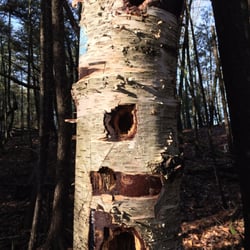 Highland Park - the birds have been busy.