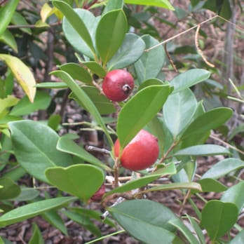 Aiea Loop Trail - Strawberry Guava along the trail.  Yellow Strawberry Guava can also be found along the trail - Go ahead and eat some! - Hiking Near Me - Aiea, Hawaii