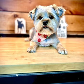 Panhandle Dog Grooming - Pet Groomers Near Me Panhandle Dog Grooming - Pet Groomers Near Me