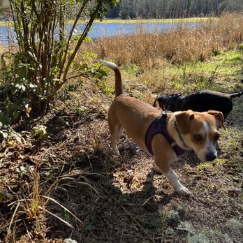 St. Mary's Pet Services & Sitting - Besties - House Sitters Near Me St. Mary's Pet Services & Sitting - Besties - House Sitters Near Me