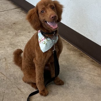Maria’s Spaw - Pet Groomers Near Me - Forest Grove, Oregon