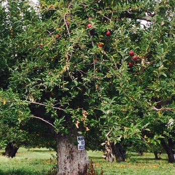 Masker Orchards - Ripe Apple trees are marked - Fruits & Veggies Near Me - Warwick, New York