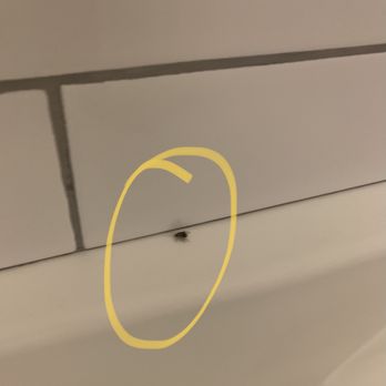 Olive DTLA - roaches get free rent at OLiVE DLTA - Apartments Near Me - Los Angeles, California