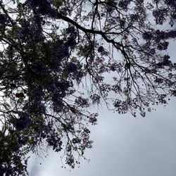 Fremont Park - Germilina in bloom