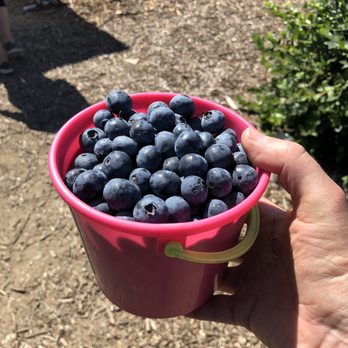 Temecula Berry - About 5 minutes of picking per bucket! - Farms Near Me - Temecula, California