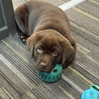 Heatherdowns Labradors - Pet Breeders Near Me - Franktown, Colorado