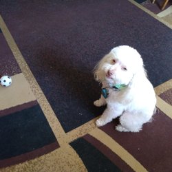 Haddonfield Groomer