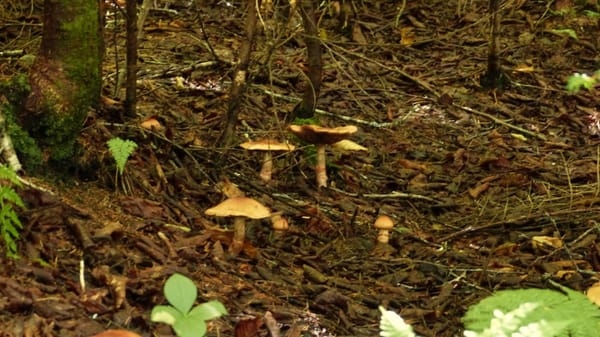 Fundy National Park Of Canada by null