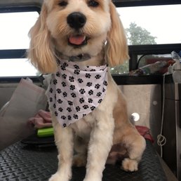 Shaggy smiling after grooming :)