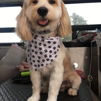 More Than A Bath - Mobile Grooming - Shaggy smiling after grooming :) - Pet Groomers Near Me - Lynwood, California