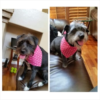 Nevada SPCA - Coco (her shelter name was Sonnet) and Baby (her shelter name was Bebe). So happy now :) - Animal Shelters Near Me - Las Vegas, Nevada Nevada SPCA - Coco (her shelter name was Sonnet) and Baby (her shelter name was Bebe). So happy now :) - Animal Shelters Near Me - Las Vegas, Nevada