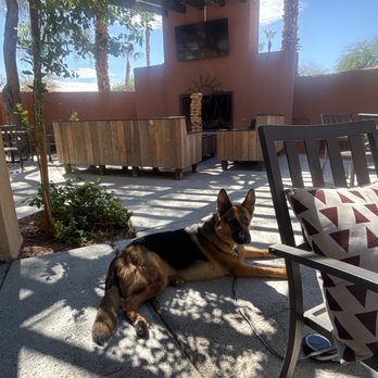 Aces & Ales - Pup on the patio - Sports Bars Near Me - Las Vegas, Nevada