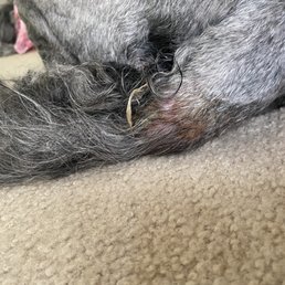 Horrible haircut