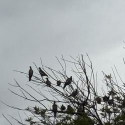 Quiet Texas RV Park - Birds resting from storms last night