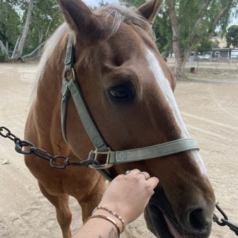 Country Trails and Riding School - Horseback Riding Near Me - Orange, California Country Trails and Riding School - Horseback Riding Near Me - Orange, California