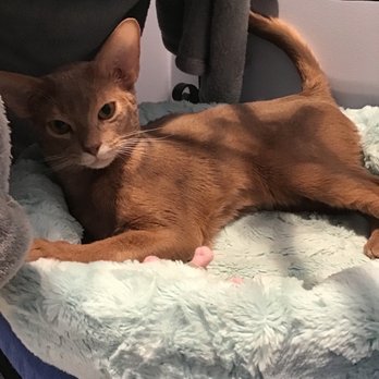 Club Cat - Chilling at Club Cat - Pet Boarding Near Me - Irvine, California