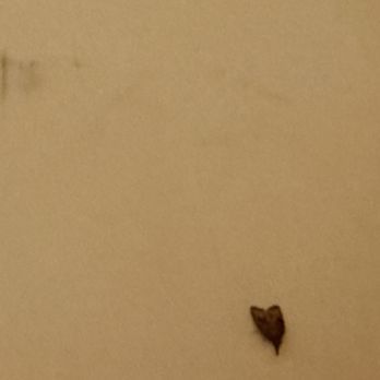 Days Inn by Wyndham Deming - moth and lower sheet stain.. they were next to my head - Hotels Near Me - Deming, New Mexico Days Inn by Wyndham Deming - moth and lower sheet stain.. they were next to my head - Hotels Near Me - Deming, New Mexico