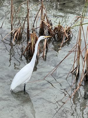 Leonabelle Turnbull Birding Center by null