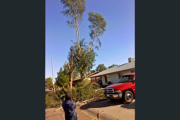 Mike Macchiaroli Tree - tree service in Phoenix, AZ