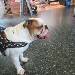 Restoroute de Bavois - Pets allowed (in restaurants as well)