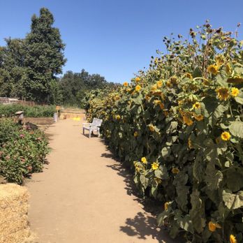 Centerville Station - Sunflower Maze - sunflowers growing along a path - Farmers Market Near Me - Sanger, California Centerville Station - Sunflower Maze - sunflowers growing along a path - Farmers Market Near Me - Sanger, California