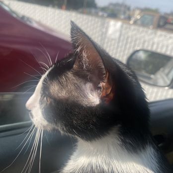 Noble Veterinary Clinic - Waiting for his visit with Dr Singer - Veterinarians Near Me - Hayward, California Noble Veterinary Clinic - Waiting for his visit with Dr Singer - Veterinarians Near Me - Hayward, California
